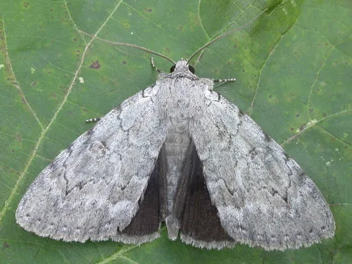 Judith's Underwing Moth - Hodges#8781 - Catocala judith