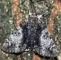 Tearful Underwing - Hodges#8794