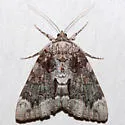 Tearful Underwing - Hodges#8794 - photo 2