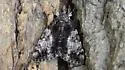 Tearful Underwing - Hodges#8794 - photo 3