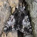 Tearful Underwing - Hodges#8794 - photo 4