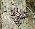 Tearful Underwing - Hodges#8794 - photo 5