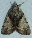 Lincoln's Underwing - Hodges#8860 - Catocala lincolnana