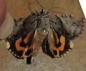 Lincoln's Underwing - Hodges#8860 - photo 2