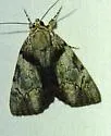 Lincoln's Underwing - Hodges#8860 - photo 3