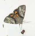 Lincoln's Underwing - Hodges#8860 - photo 4