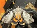 Lincoln's Underwing - Hodges#8860 - photo 5