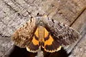 Louise's Underwing - Hodges#8848