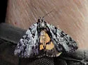 Louise's Underwing - Hodges#8848 - photo 2