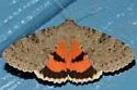 Luciana Underwing - Hodges#8808 - Catocala luciana