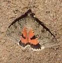 Luciana Underwing - Hodges#8808 - photo 2