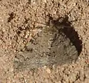 Luciana Underwing - Hodges#8808 - photo 3