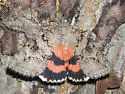Luciana Underwing - Hodges#8808 - photo 4