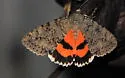 Luciana Underwing - Hodges#8808 - photo 5