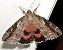 Marbled Underwing - Hodges#8804 - photo 3