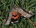 Marbled Underwing - Hodges#8804 - photo 4