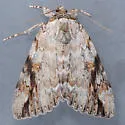 Marbled Underwing - Hodges#8804 - photo 5
