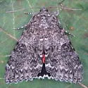 Meske's Underwing - Hodges#8822