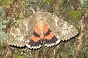 Meske's Underwing - Hodges#8822 - photo 2