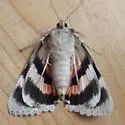 Meske's Underwing - Hodges#8822 - photo 3