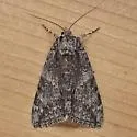 Meske's Underwing - Hodges#8822 - photo 4