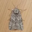 Meske's Underwing - Hodges#8822 - photo 5