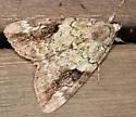 Little Nymph Underwing - Hodges#8876 - photo 4