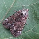 Little Underwing - Hodges#8874 - Catocala minuta