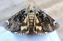 Little Underwing - Hodges#8874 - photo 2