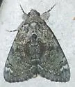 Little Underwing - Hodges#8874 - photo 3