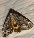 Little Underwing - Hodges#8874 - photo 4