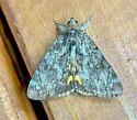 Little Underwing - Hodges#8874 - photo 5