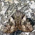 Wonderful Underwing - Hodges#8863