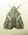 Wonderful Underwing - Hodges#8863 - photo 2