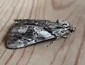 Wonderful Underwing - Hodges#8863 - photo 3