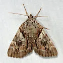 Wonderful Underwing - Hodges#8863 - photo 4