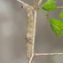 Wonderful Underwing - Hodges#8863 - photo 5