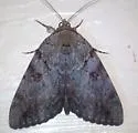 The Little Wife Underwing - Hodges#8774