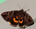 The Little Wife Underwing - Hodges#8774 - photo 2