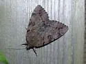 The Little Wife Underwing - Hodges#8774 - photo 3