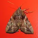 The Little Wife Underwing - Hodges#8774 - photo 4