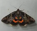 The Little Wife Underwing - Hodges#8774 - photo 5