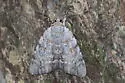 Catocala myristica - Hodges#8780.1