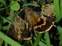 Clouded Underwing - Hodges#8796 - Catocala nebulosa