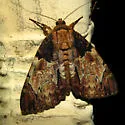 Clouded Underwing - Hodges#8796 - photo 2