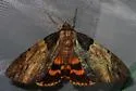 Clouded Underwing - Hodges#8796 - photo 4