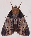 Clouded Underwing - Hodges#8796 - photo 5