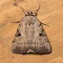 Married Underwing - Hodges#8842