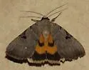 Married Underwing - Hodges#8842 - photo 2