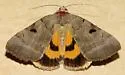 Married Underwing - Hodges#8842 - photo 3